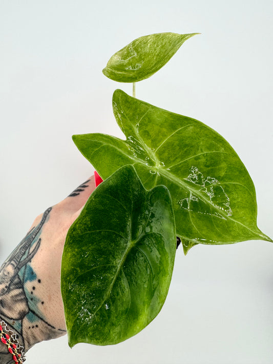 Alocasia variegated Pink Dragon Aurea