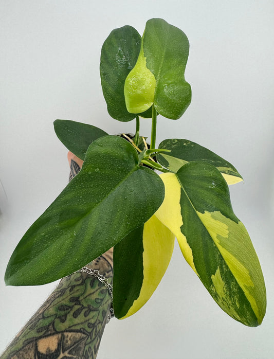 Philodendron Variegated Bipennifolium #1