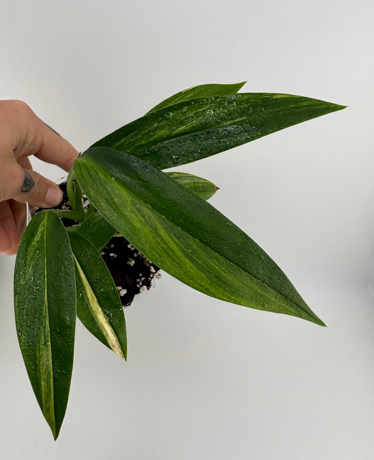 Epipremnum Amplissium Variegated