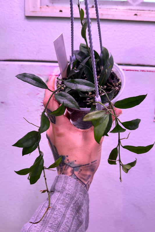 4” Hoya Lacunosa