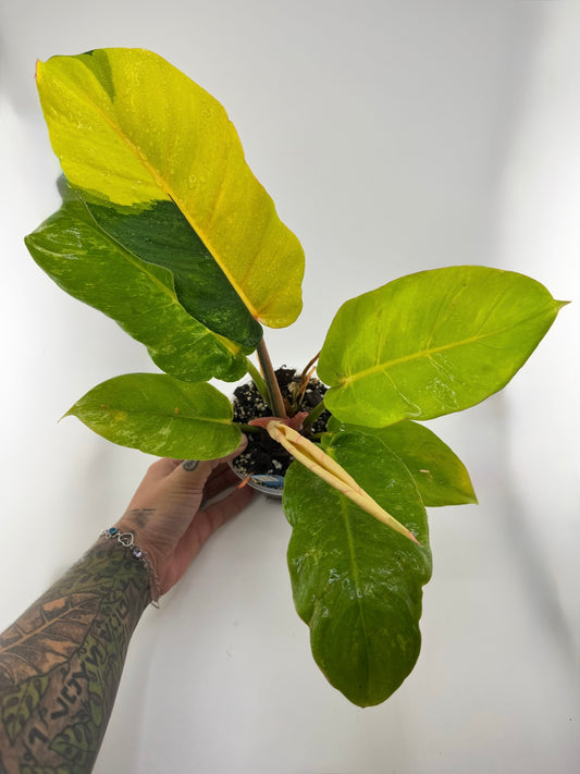Philodendron Jungle Fever Variegated