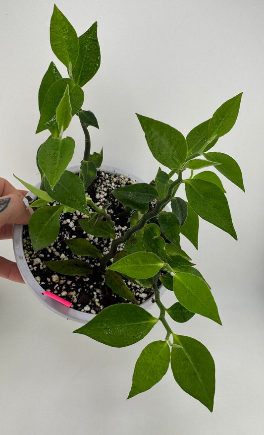 5” Devil’s Backbone