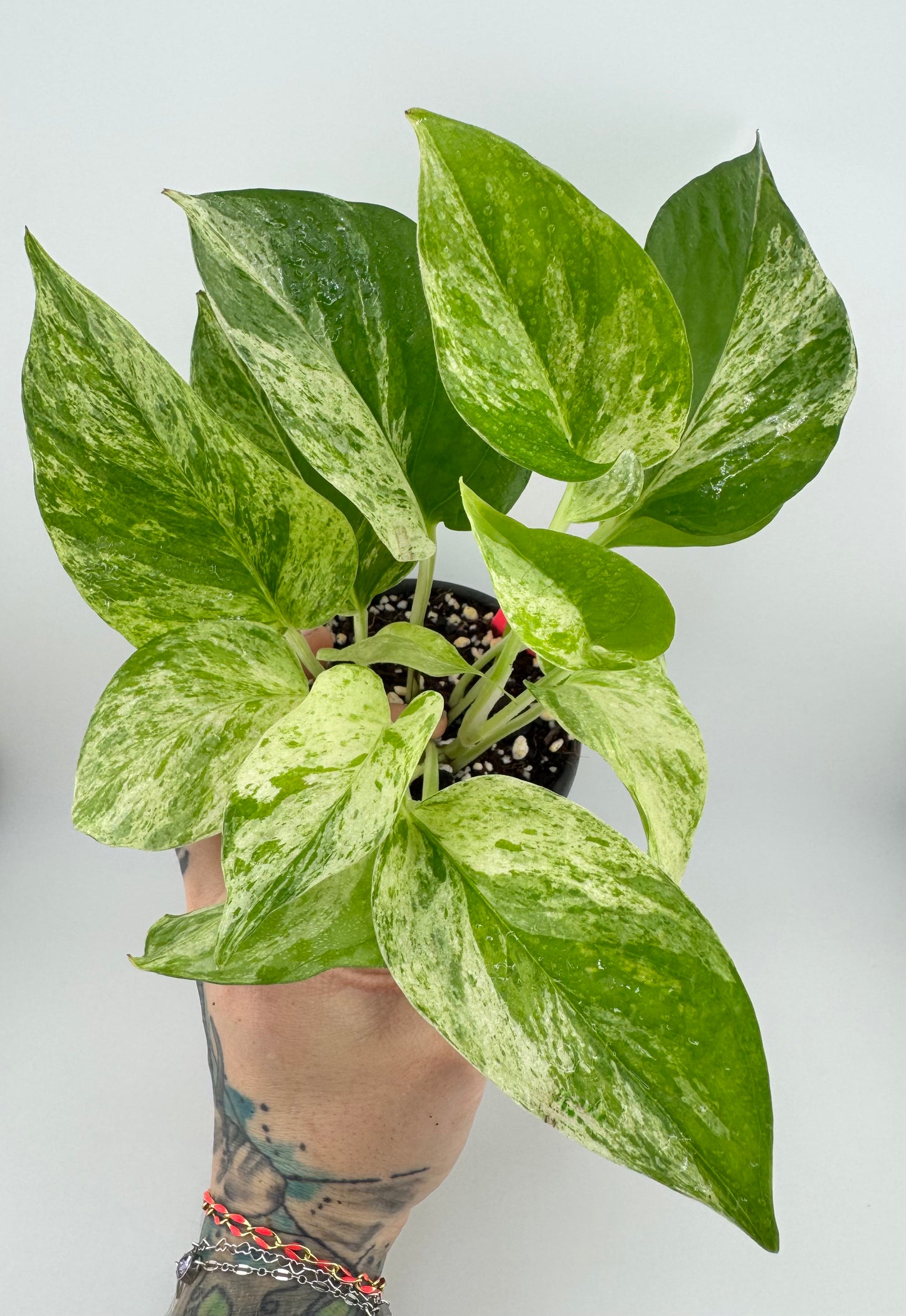 Marble Queen Pothos