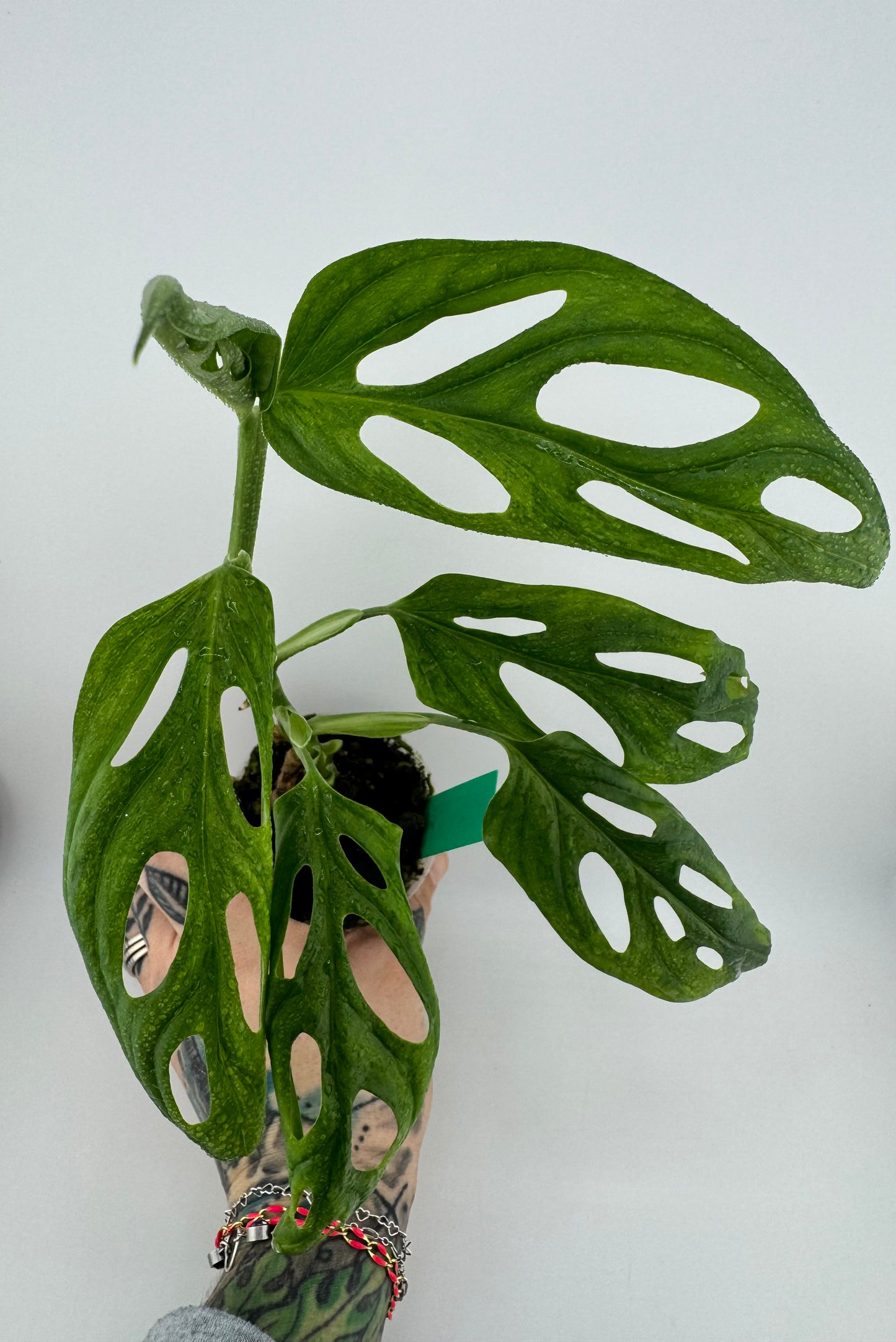 Monstera Adansonii Variegated Indonesian Mint