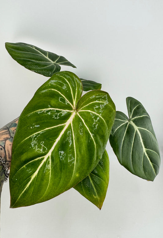 Philodendron Gloriosum ‘D’ shape