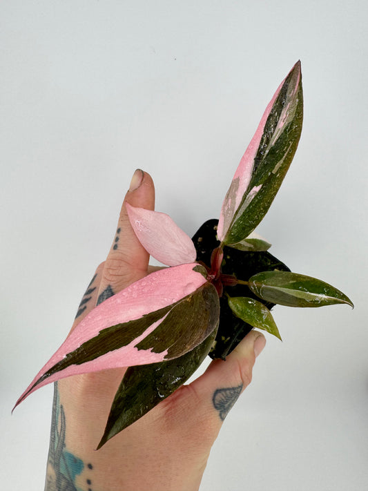 Philodendron Pink Princess marble