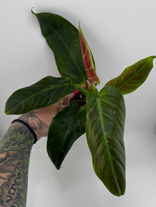 Philodendron Subhastum
