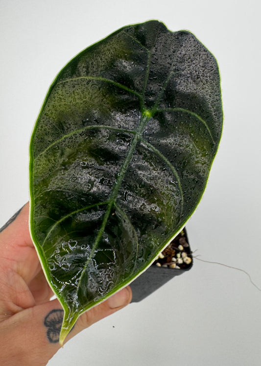 Alocasia Azlanii