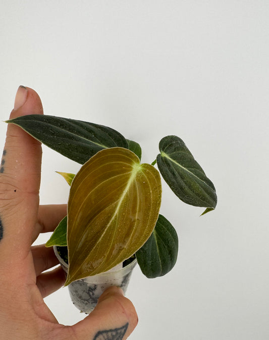Philodendron Melanocrysum