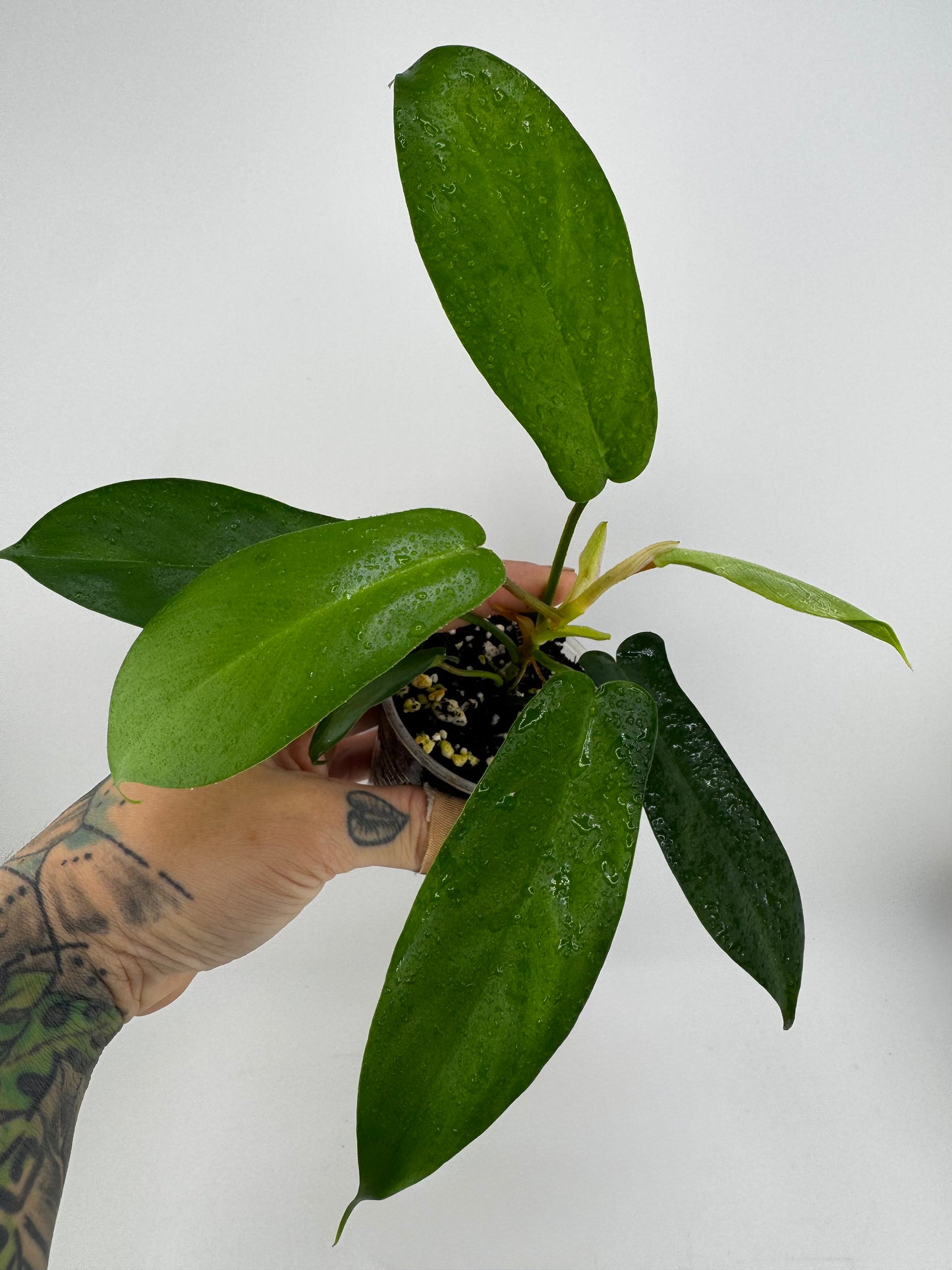 Philodendron Florida Green