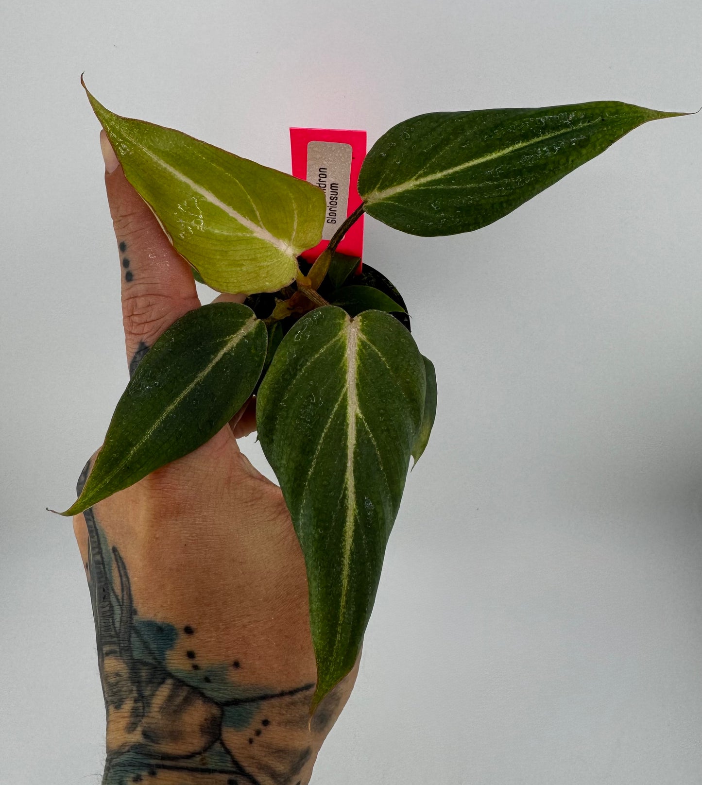 Philodendron Gloriosum D shape