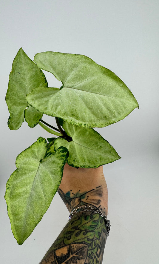 Syngonium Panda