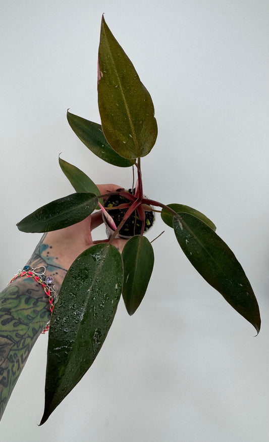 Philodendron Pink Princess