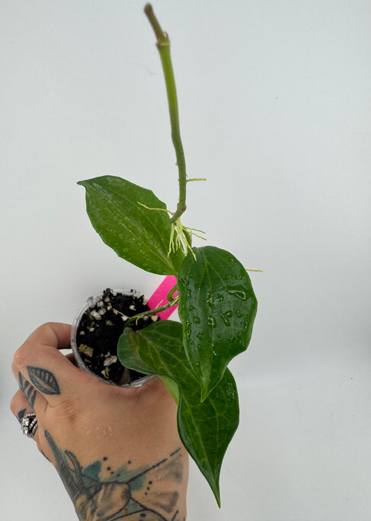 Hoya Quinquenervia