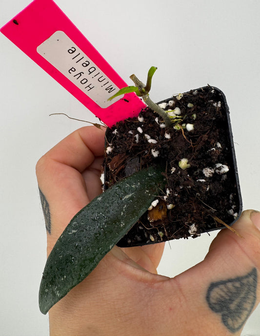 Hoya Minibelle