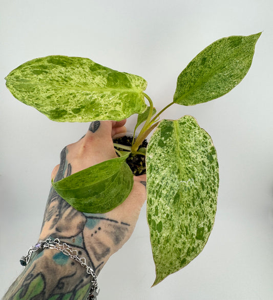 Philodendron Paraiso Verde