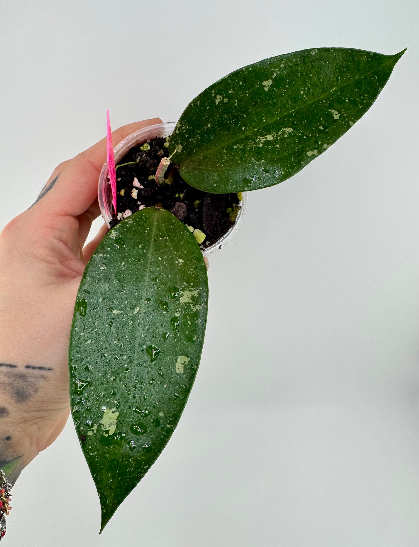 Hoya Erythrostemma ‘Cotton Candy’