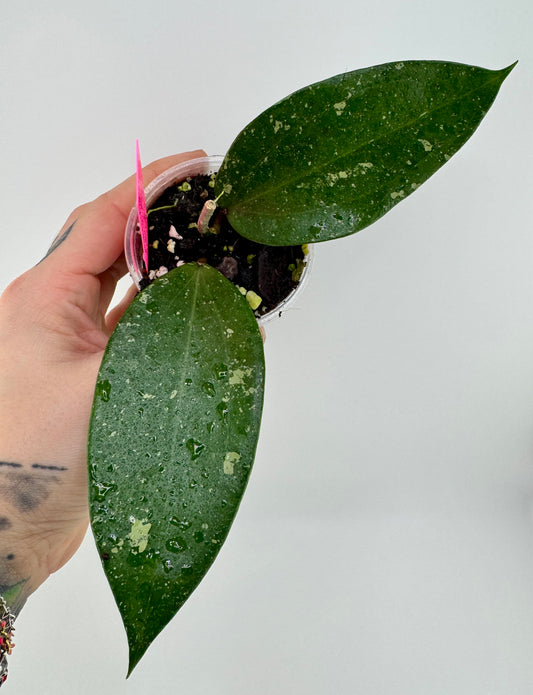 Hoya Erythrostemma ‘Cotton Candy’