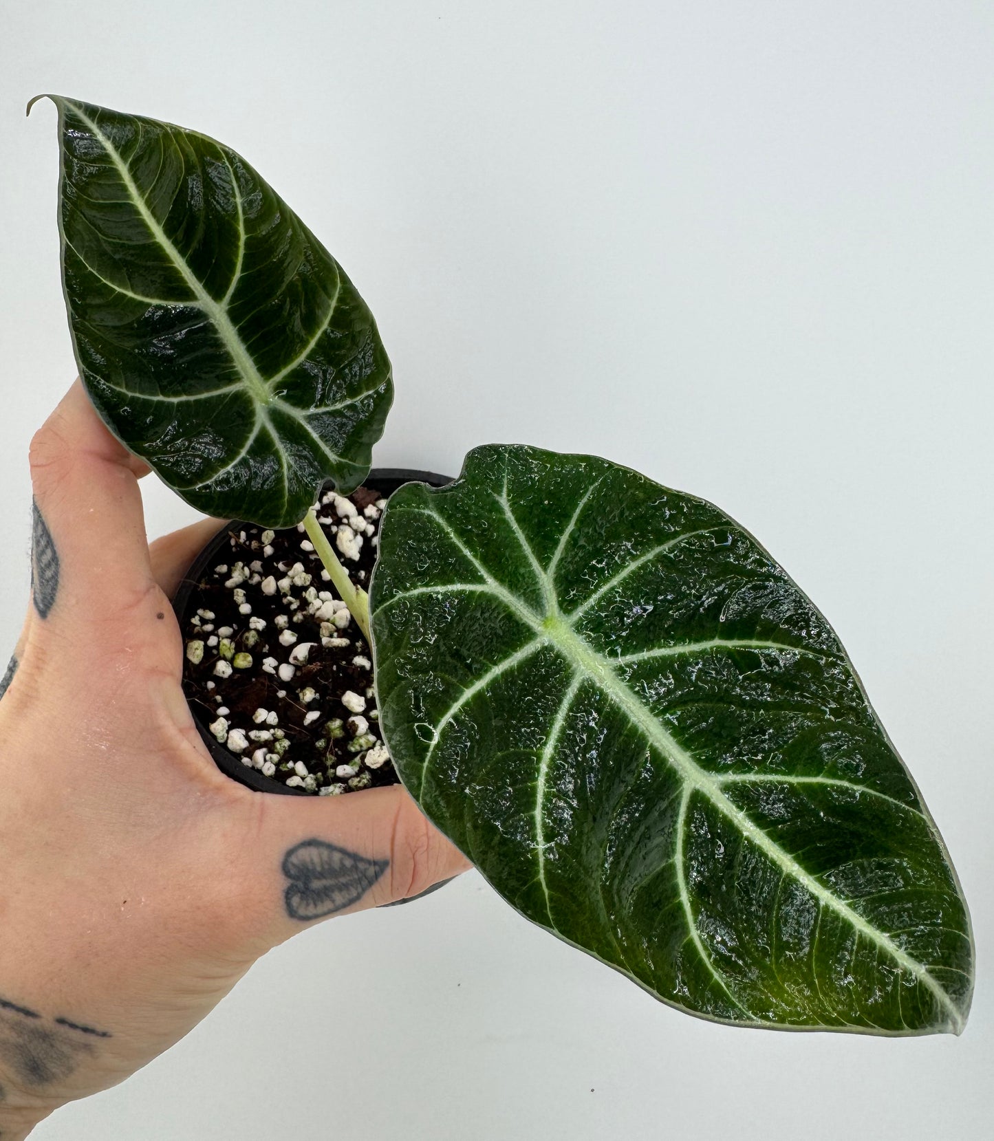 Alocasia Black Velvet