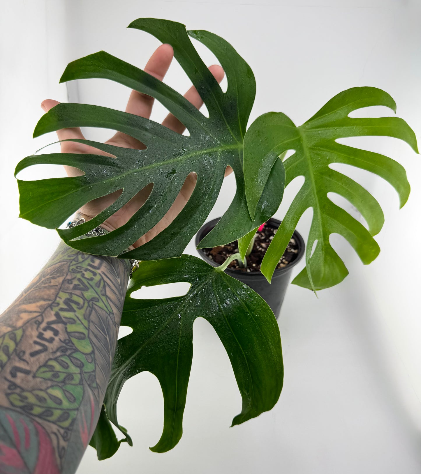 Monstera Sierrana