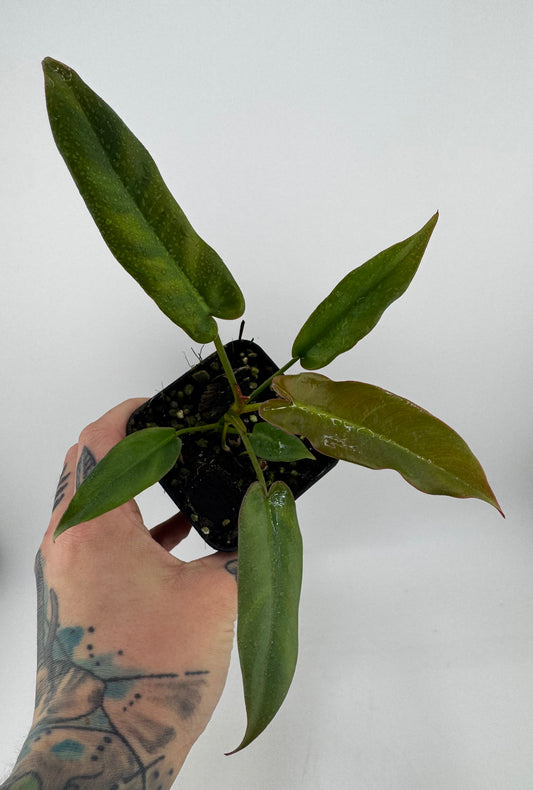 Philodendron Atabapoense
