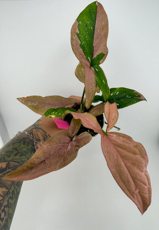 Syngonium Variegated Red Spot Tricolor