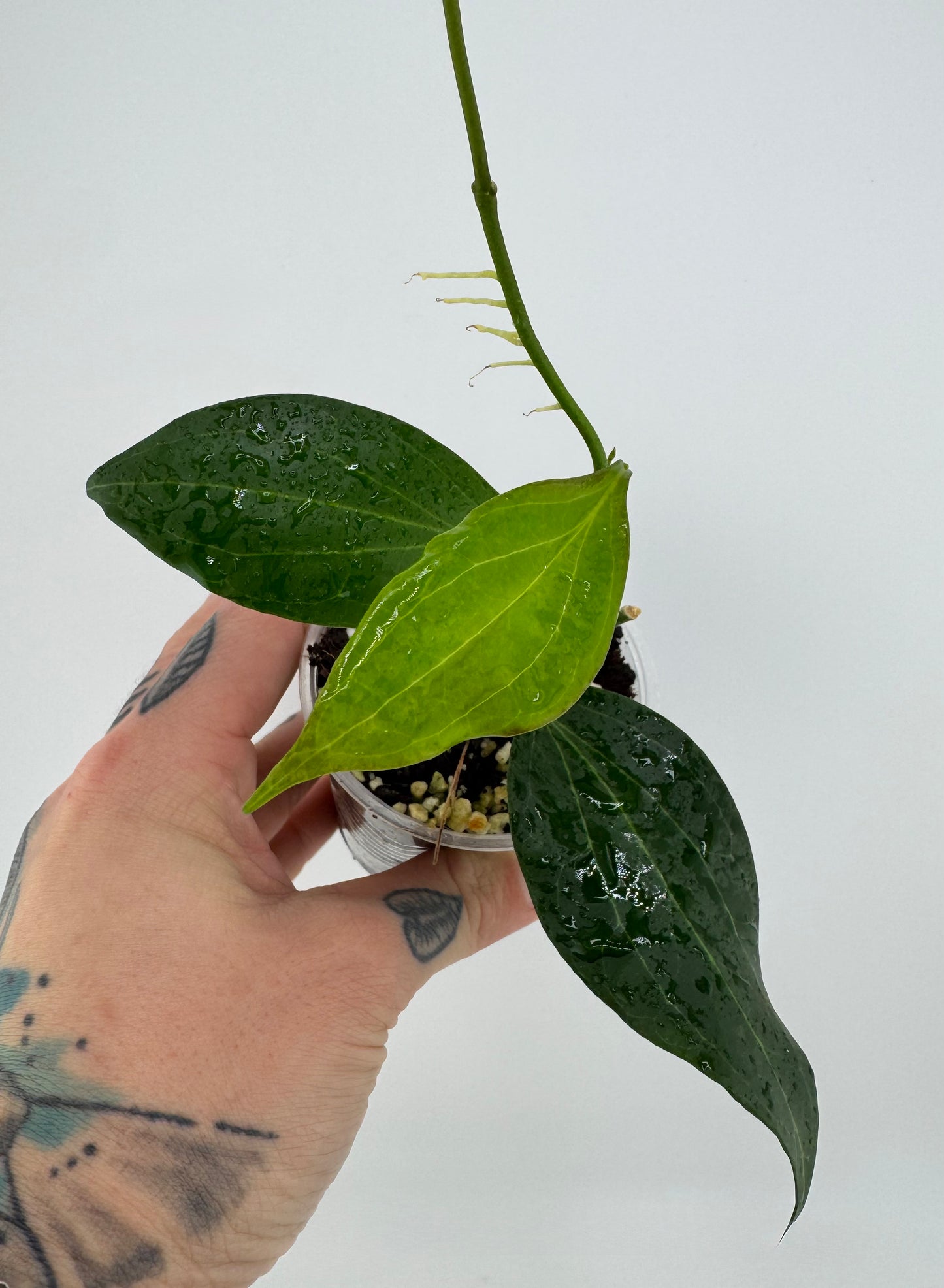 Hoya ‘New Guinea’