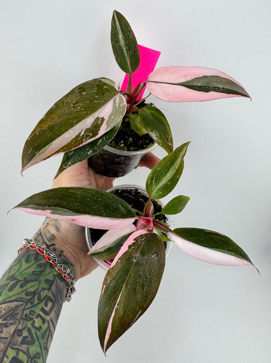 Philodendron Pink Princess marble