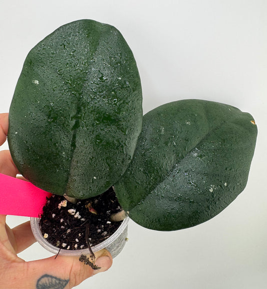 Hoya Rusty X Unknown