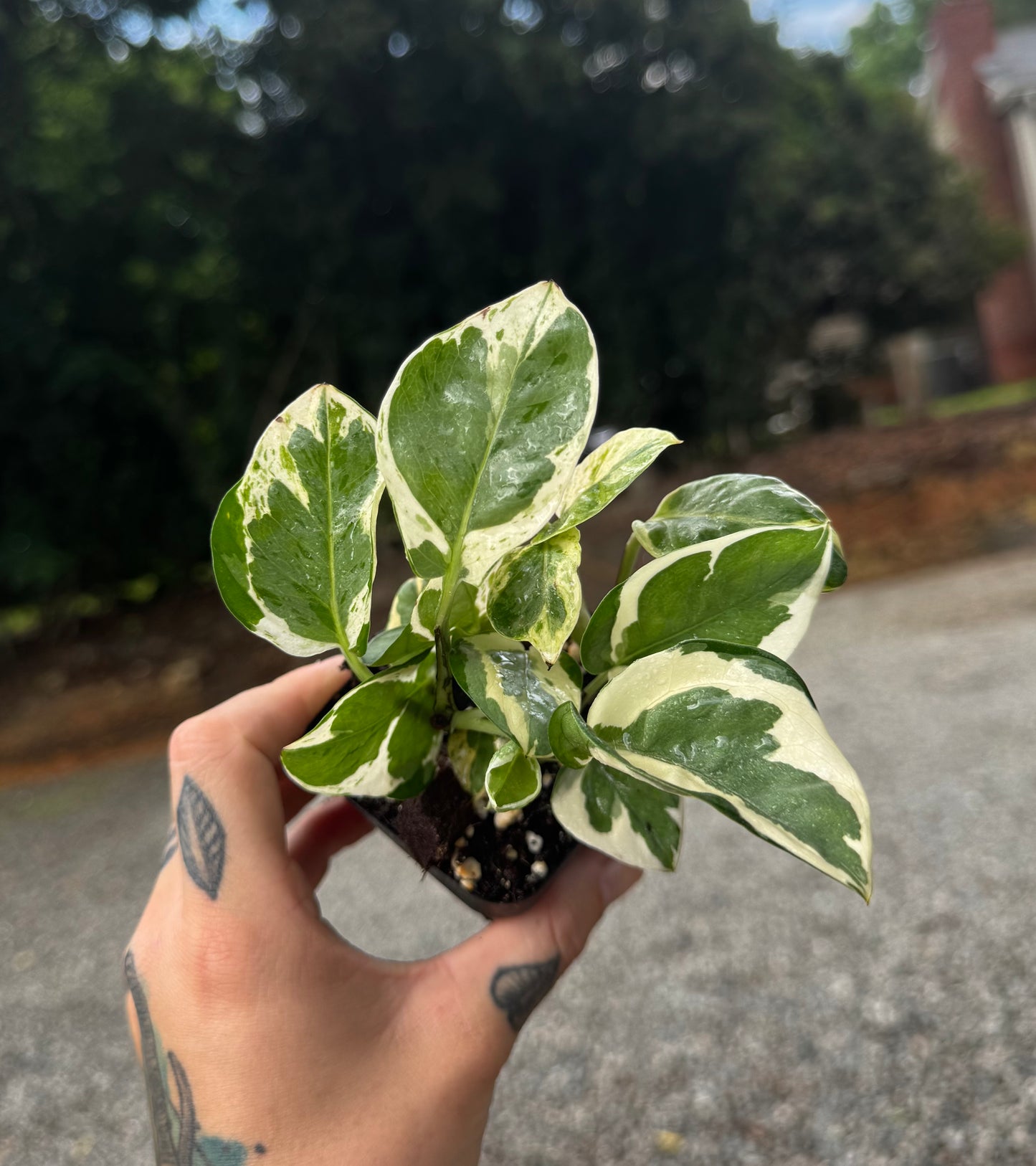 ‘N’Joy’ pothos