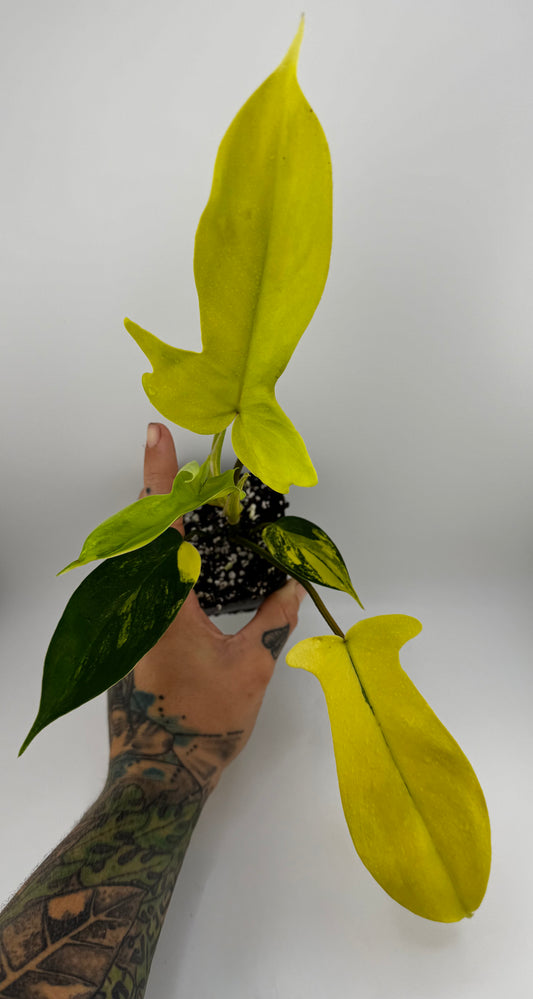Philodendron Florida Beauty Variegated