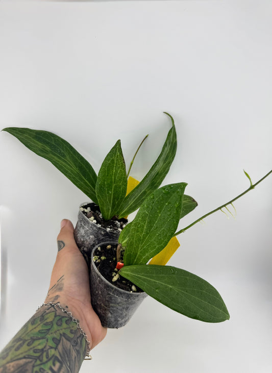 Hoya samoensis