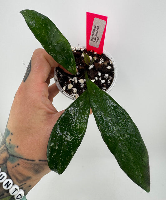 Hoya Pubicalyx ‘Royal Hawaiian Purple’