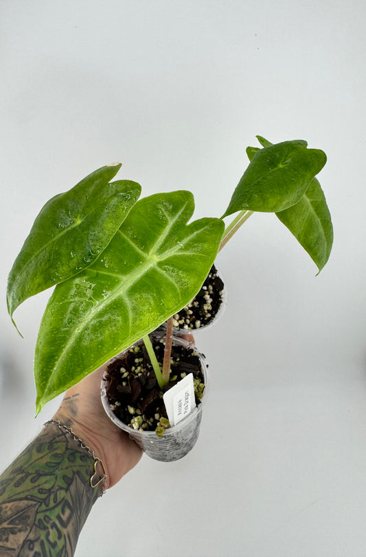Alocasia Pink Dragon