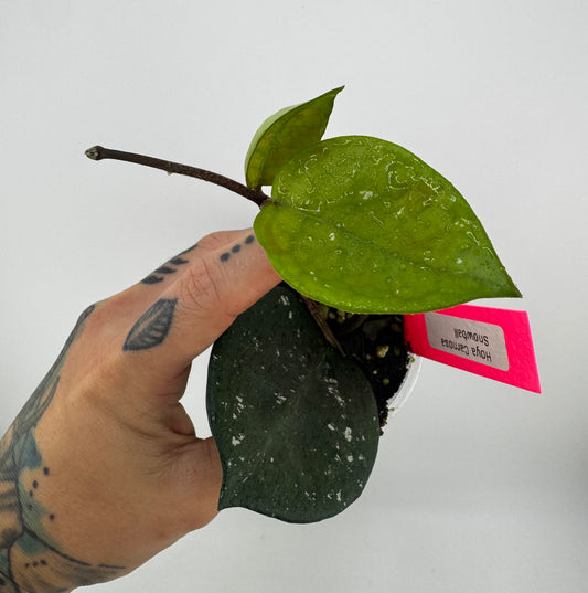 Hoya Carnosa ‘Snow Ball’