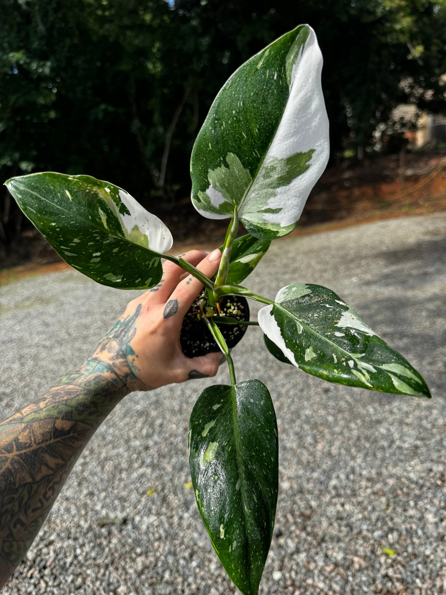 Philodendron White Princess Variegated