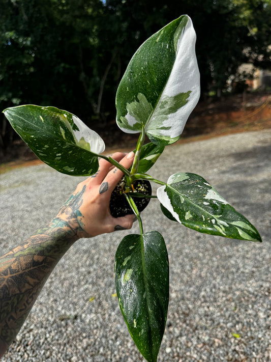 Philodendron White Princess Variegated