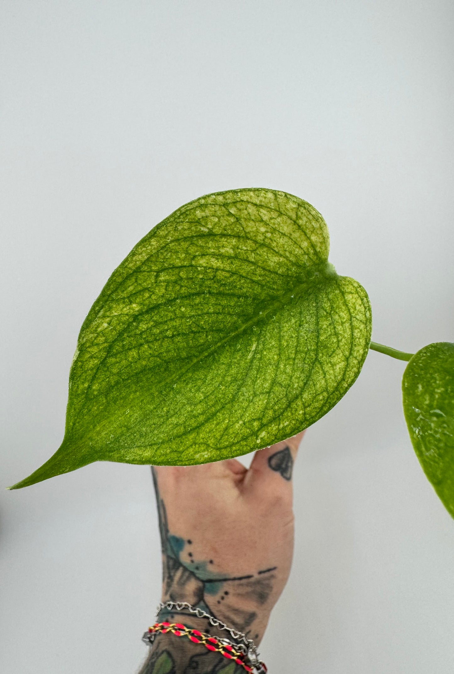 Monstera Deliciosa Mint ‘white monster’ Variegated #2