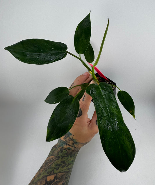 Philodendron Longilobotum/Leylani Miyano