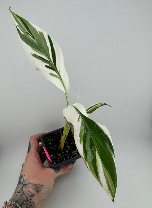 Musa ‘Florida’ Variegated Banana