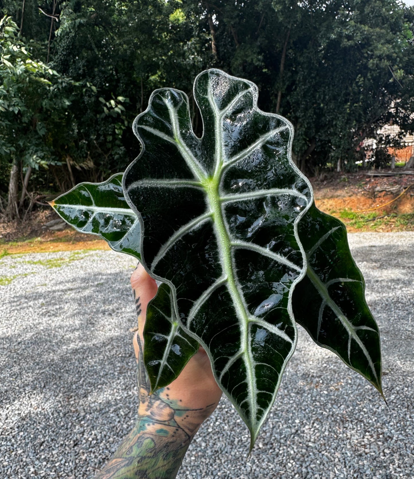 Alocasia Polly