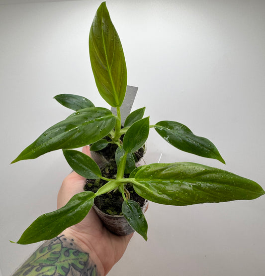 Philodendron Subhastum