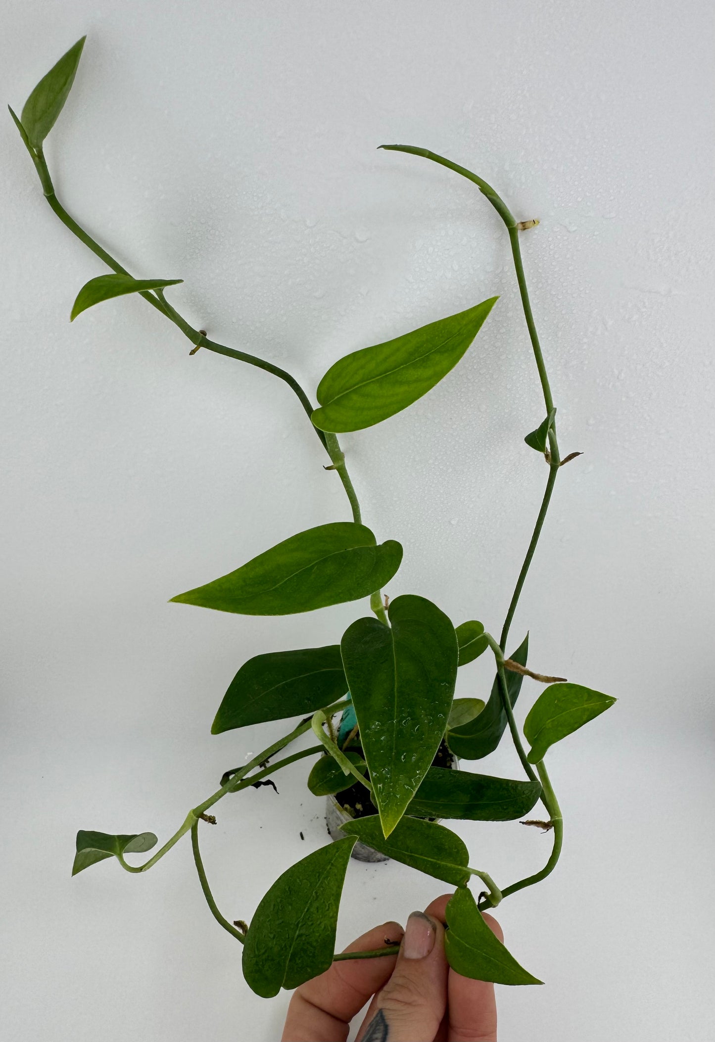 Monstera ‘black velvet’ (aka ‘velvet Peru’)