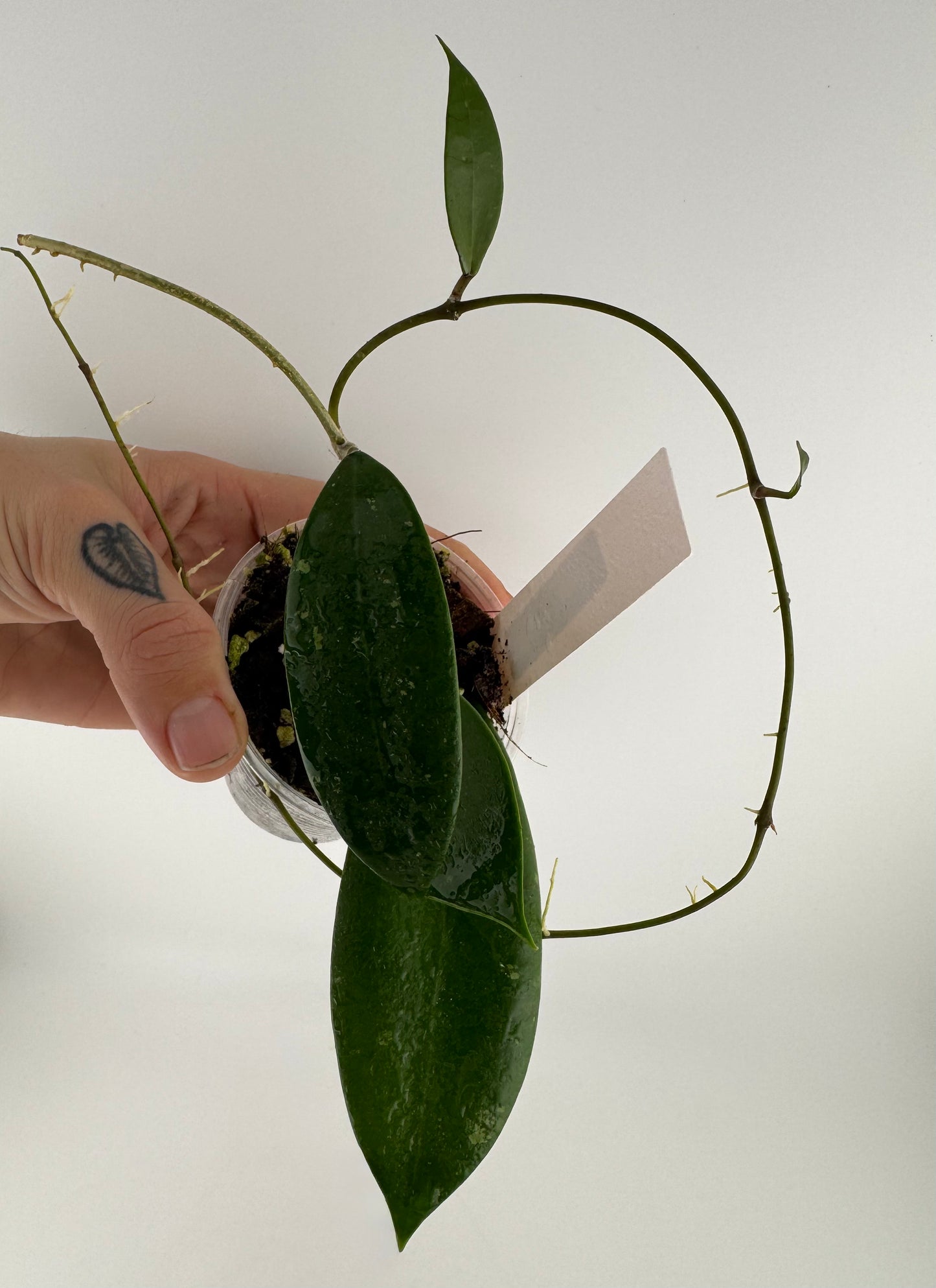 Hoya AH-001 ‘Vietnam’ splash