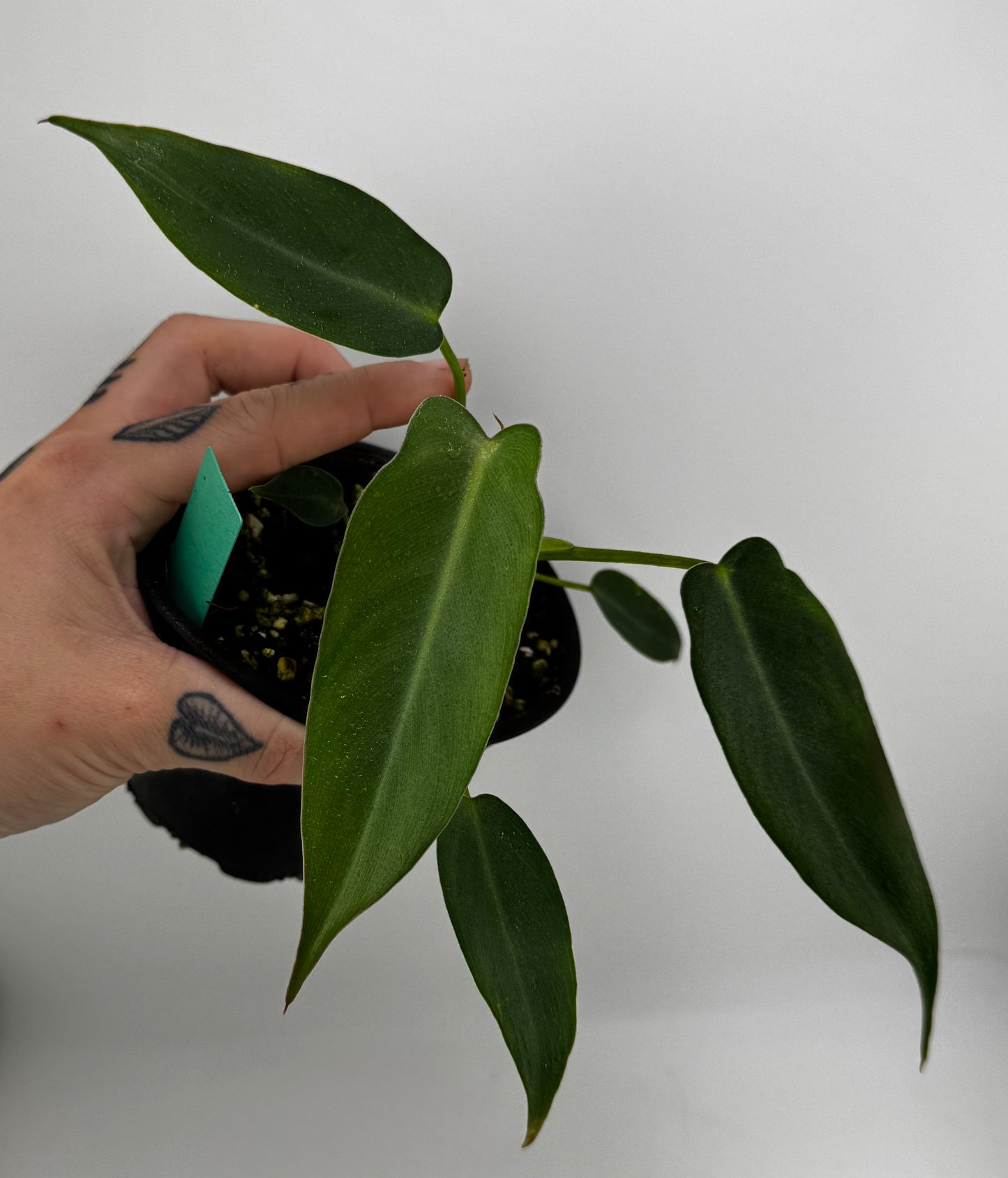 Philodendron Spiritus Sancti