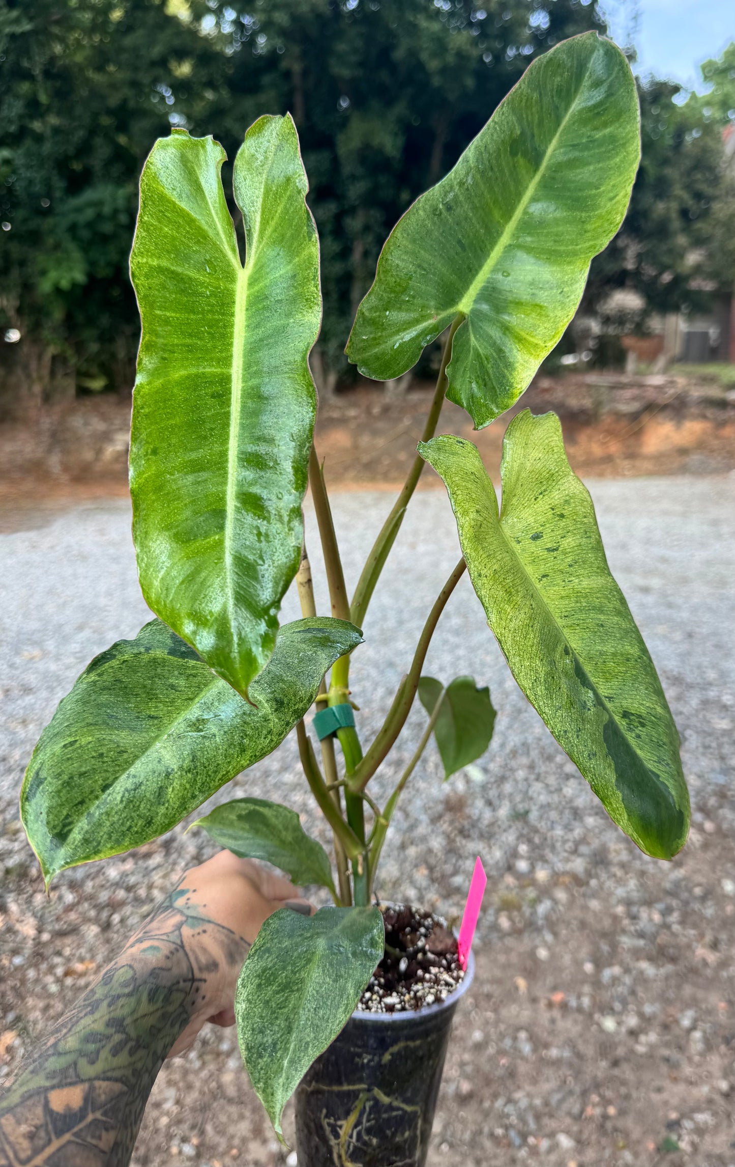 Philodendron Paraiso Verde