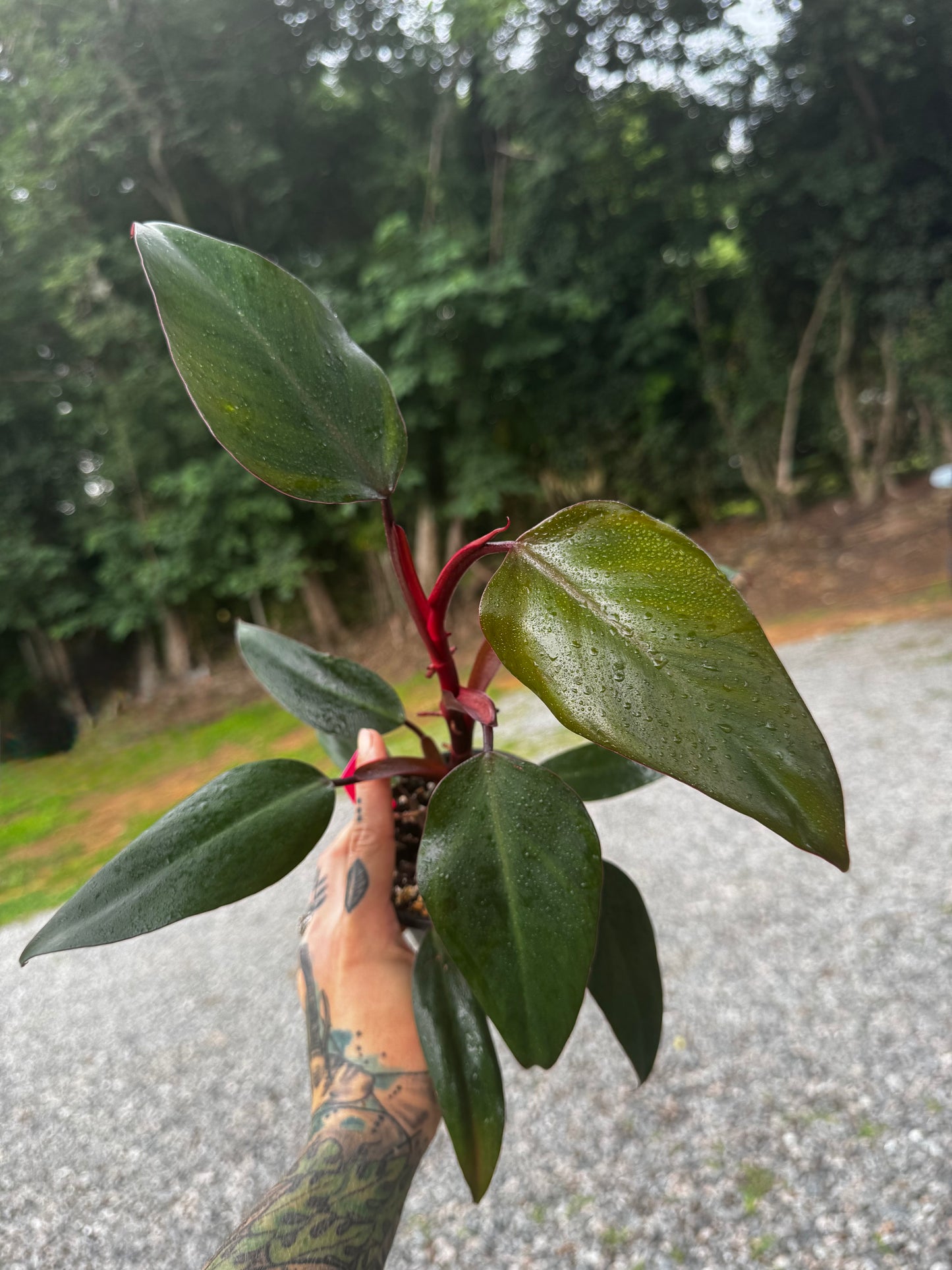 Philodendron Red Emerald