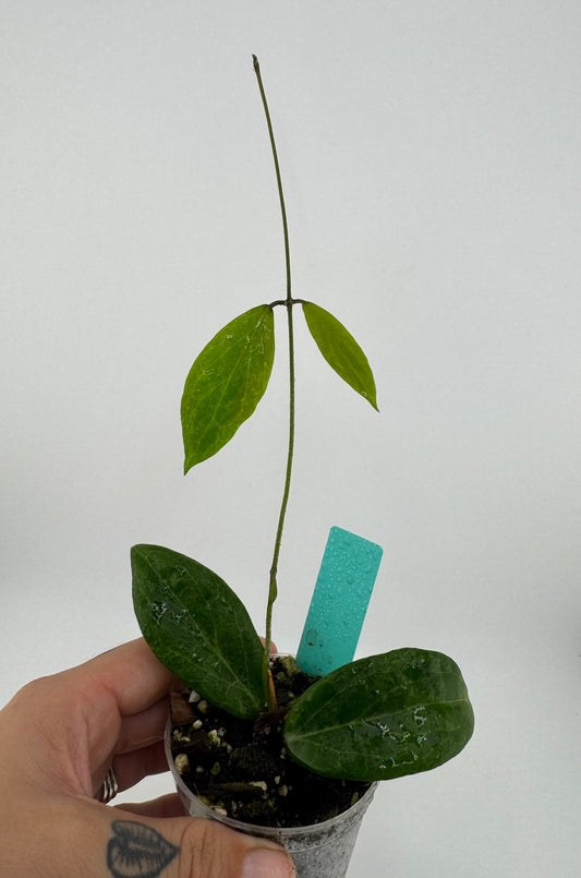 Hoya Camphorifolia