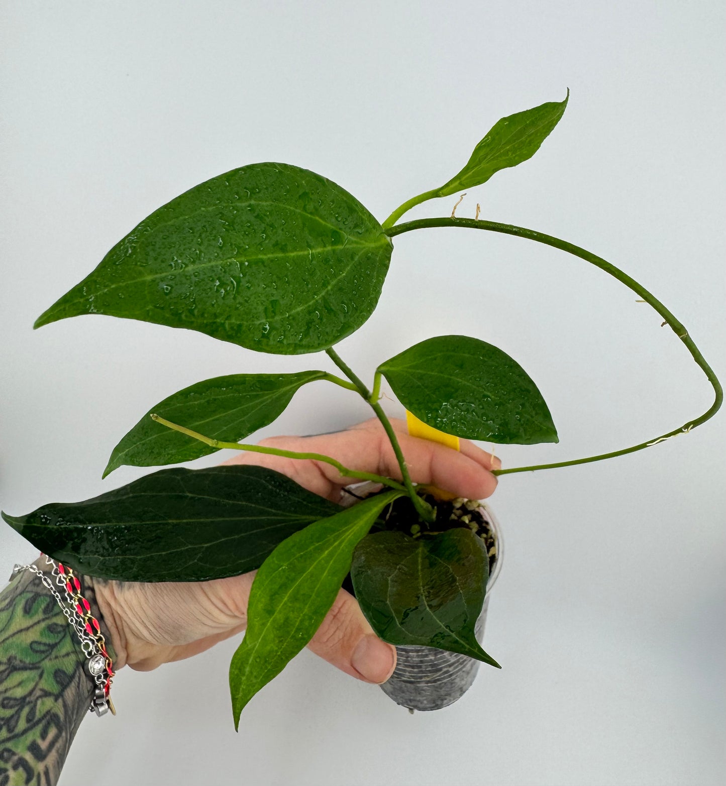 Hoya ‘New Guinea’