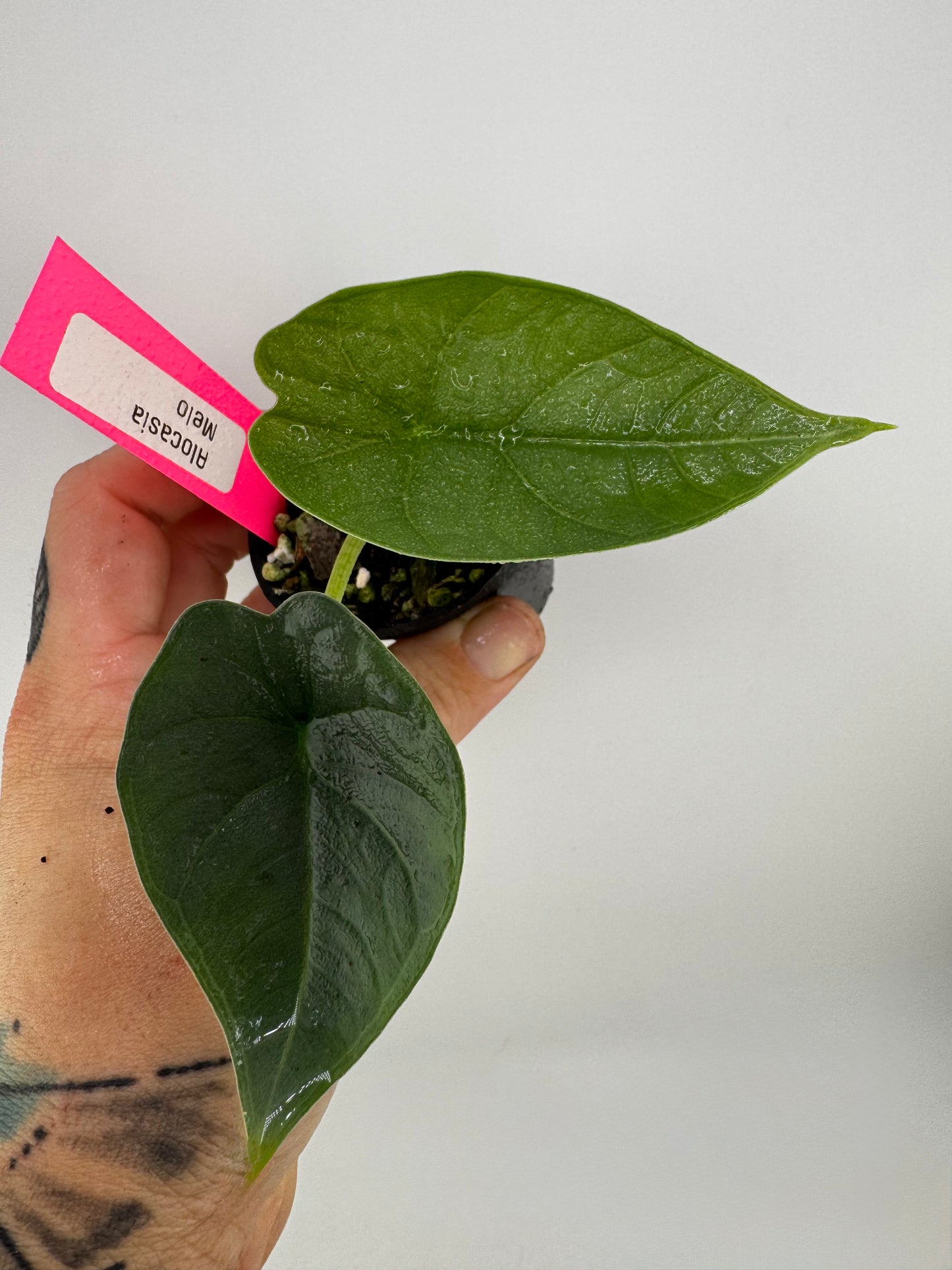 Alocasia Melo